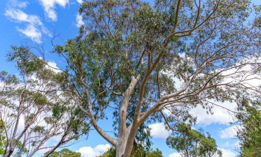 Eucalyptus tree 