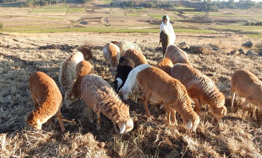 A flock of Menz sheep