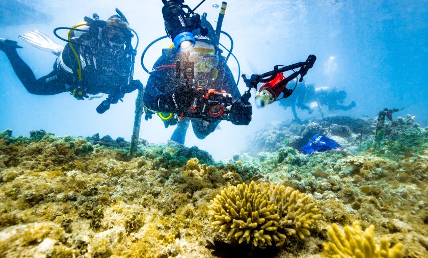 2 scuba divers under the water inspecting coral