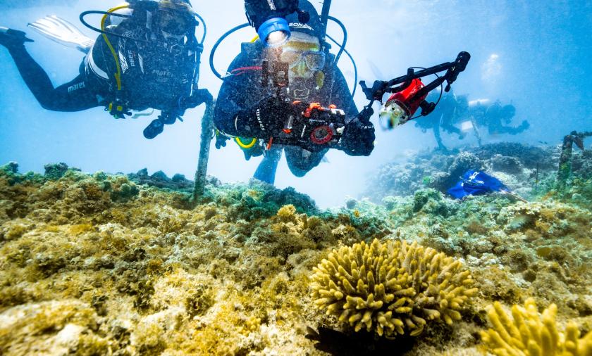 Two scuba divers inspecting coral