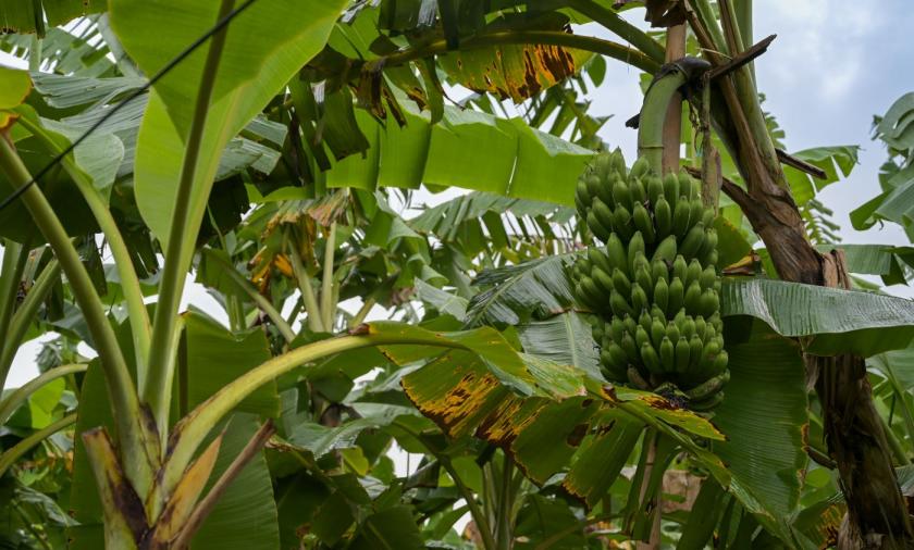 Close up of bananas on a tree