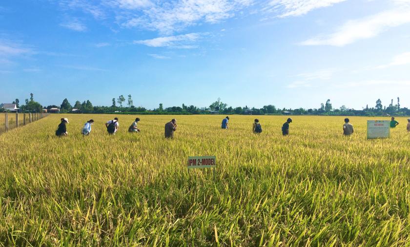 A line of people in a field