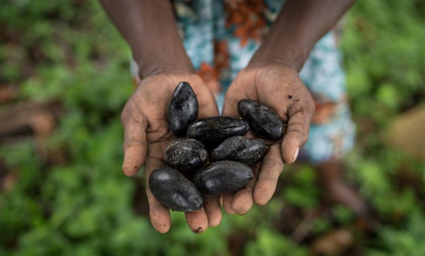 Outstretched hands holding galip nuts