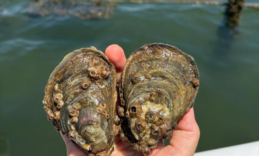 Hand holding two oysters