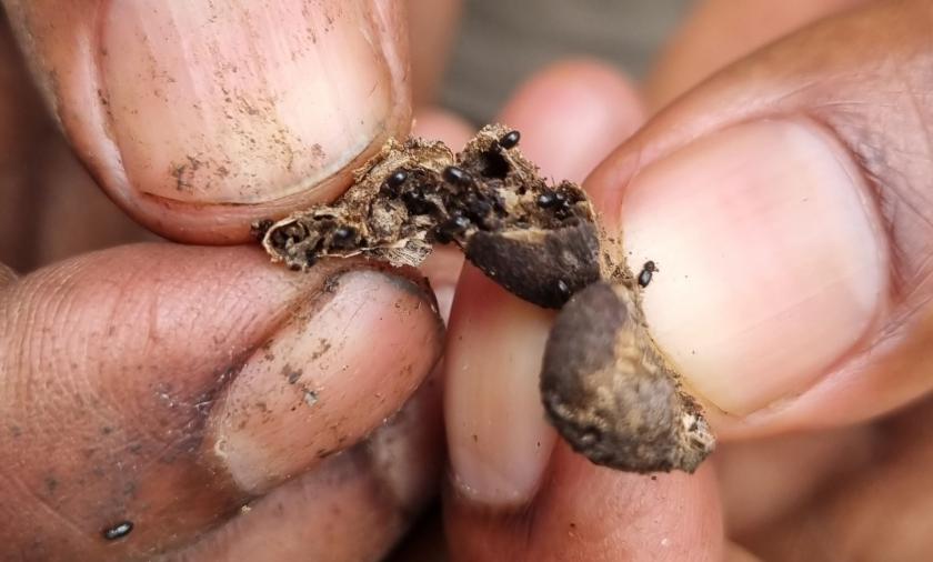 A close up of hands holding a coffee berry infected with small black bettles
