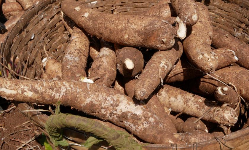Cassava piled in a basket after harvest.