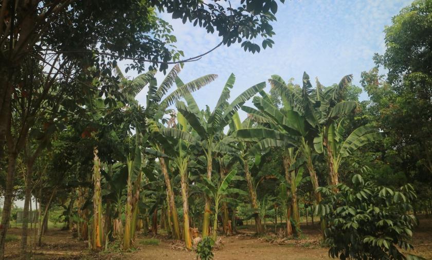 A landscape image of rubber-banana crops. 