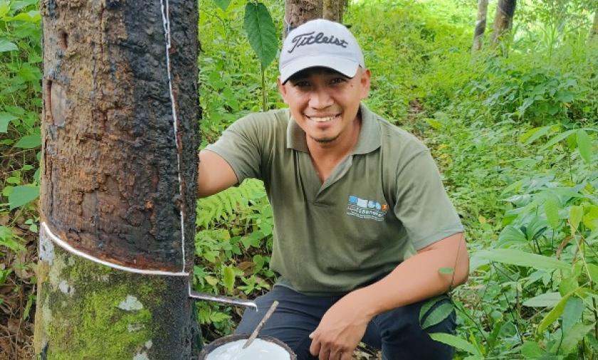 Person collecting a white substance from a tapped rubber tree in a forested plantation.