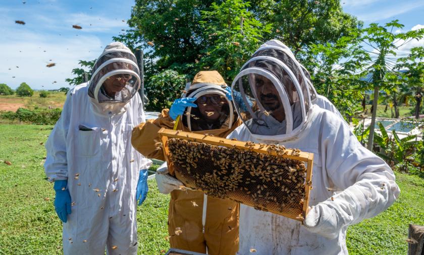 Three people in protective beekeeping suits examine a honeybee frame outdoors, with bees flying around.