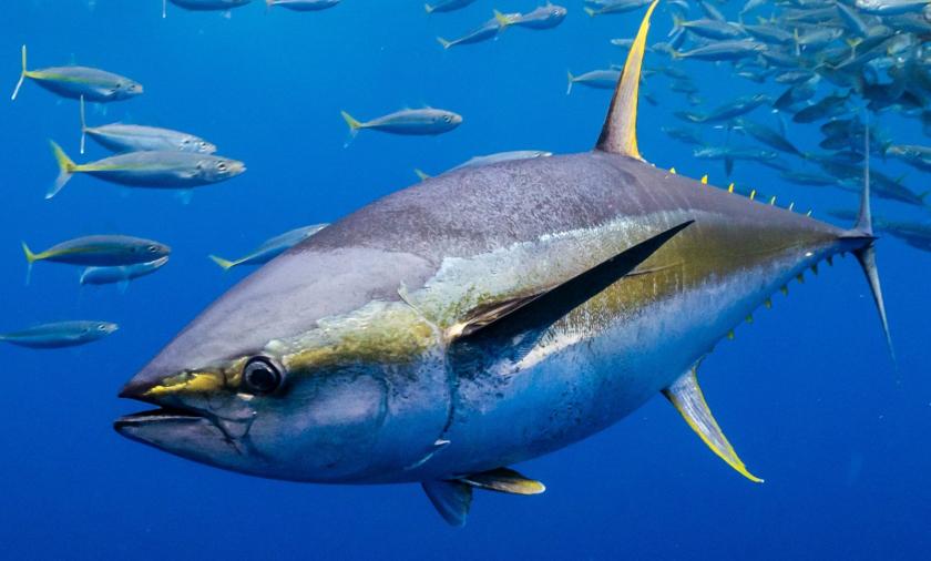 Yellowfin tuna swimming underwater among a school of fish