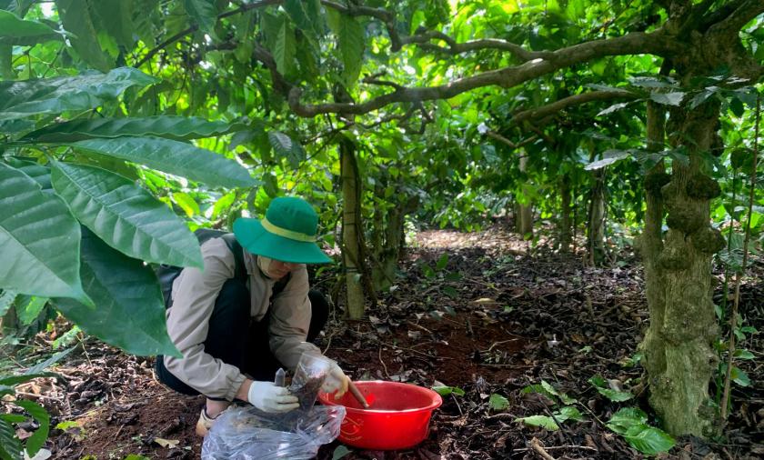 Researcher collecting soil samples beneath trees.