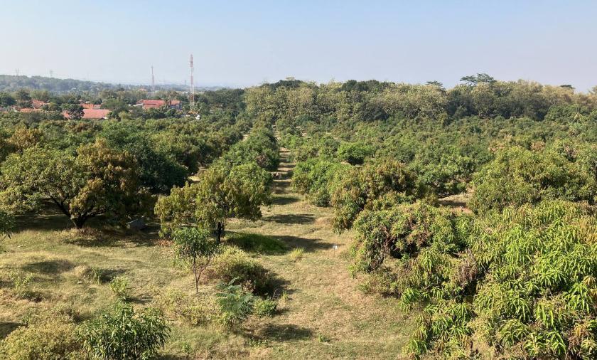 View across a mango orchard with rows of trees stretching towards the horizon.