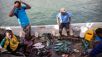 Four fishermen in a small boat sorting through dozens of colourful fish.