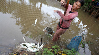 A man at the edge of a river holding up one side of a net that has multiple fish in it.