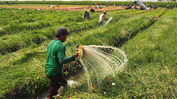 Multiple people cultivating grassland. The focus is on a man watering long grass using water from a trench that he is walking through.